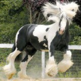 Gypsy Vanner ม้าที่สวยที่สุดในโลก