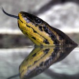 Anaconda