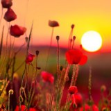 Poppy & Papaver