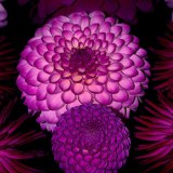 Purple Passion