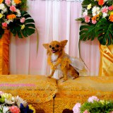 น้องปารีส 2