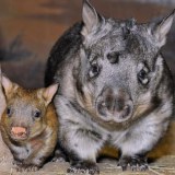 วอมแบท (Wombat)