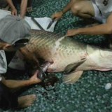 เหรียญมรณะ หรือปลามันหิวจัด ปลาตายเพราะกินเหรียญ