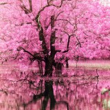 A beautiful World 25