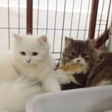 โรงแรมสำหรับน้องเหมียว