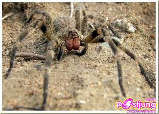 อันดับ 7 The Brazillian Wandering Spider