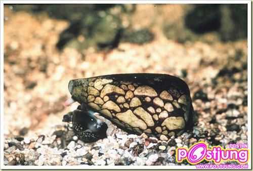 อันดับ 3 Marbled Cone Snail หอยเต้าปูนลายหินอ่อ