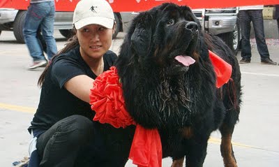 สุนัขพันธุ์ธิเบต สุนัข ที่ แพงที่สุดในโลก : ใช้ขบวนรถถึง 30 คับ เพื่อไปรับสุนัข