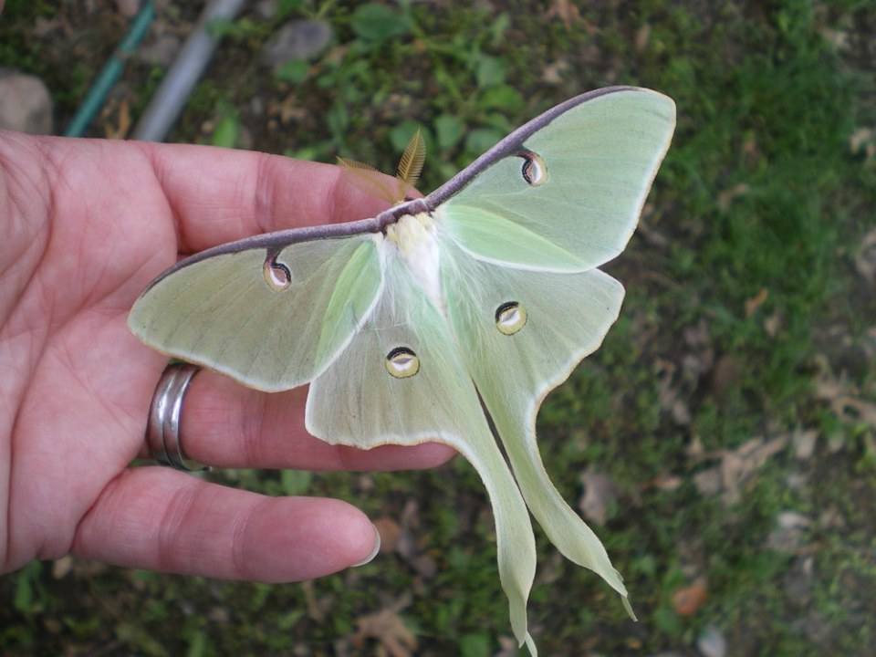 Luna Moth (à¸œà¸µà¹€à¸ªà¸·à¹‰à¸­à¸£à¸²à¸•à¸£à¸µà¸¥à¸¹à¸™à¹ˆà¸²)